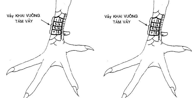 Hướng dẫn A – Z cách xem vảy gà đá để chọn gà tốt Trực tiếp sờ vào vảy gà để có những nhận định tốt nhất