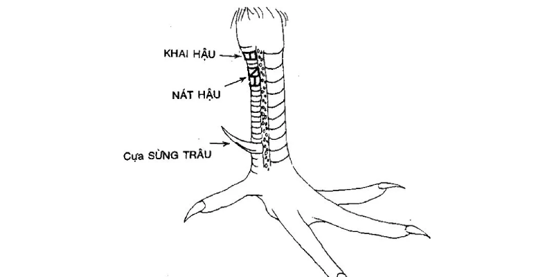 Hướng dẫn A – Z cách xem vảy gà đá để chọn gà tốt Quan sát vảy gà thật kỹ và cần đúng thời điểm