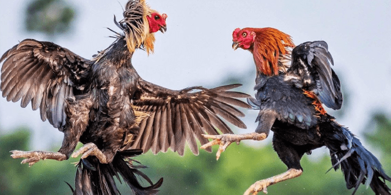 Tổng hợp các trận đá gà hay được yêu thích nhất Các trận đá gà hay thường được tổ chức chuyên nghiệp, có quy tắc rõ ràng