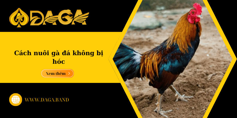 Cách nuôi gà đá không bị hóc – Bí quyết giúp gà khỏe mạnh