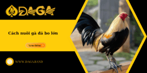 Cách nuôi gà đá bo lớn hiệu quả, giúp gà sung mãn và đá bền đòn