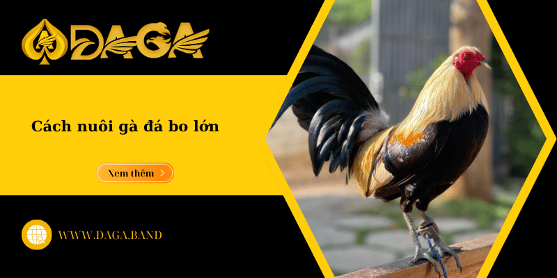 Cách nuôi gà đá bo lớn hiệu quả, giúp gà sung mãn và đá bền đòn