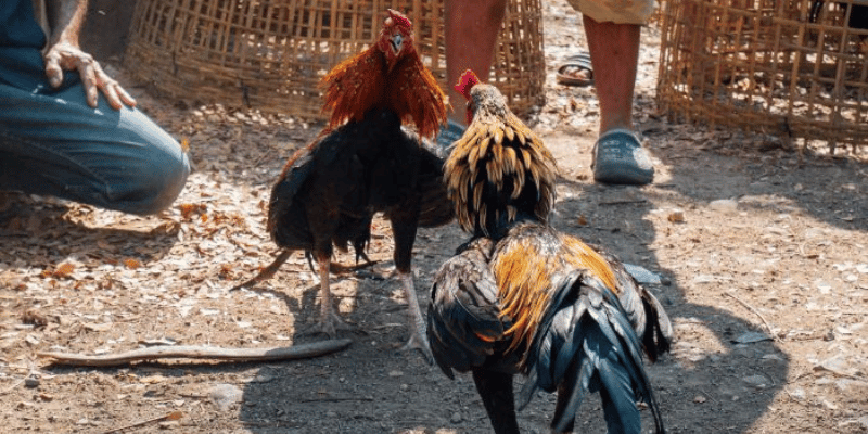 Cách nuôi gà đá bo lớn hiệu quả, giúp gà sung mãn và đá bền đòn Cần cho gà chế độ luyện tập hợp lý