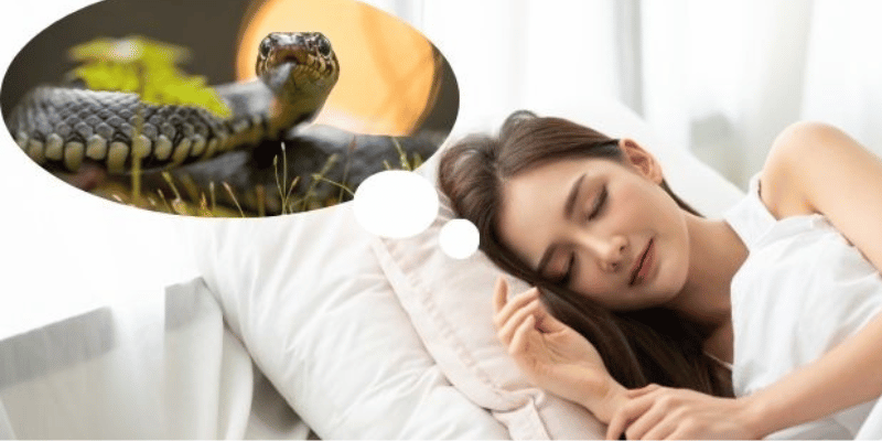 Hình ảnh rắn hổ mang trong mơ tượng trưng cho quyền lực